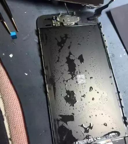 海豚和白鲸的区别，白鲸为什么是海豚（妹子的iPhone掉进大海后）