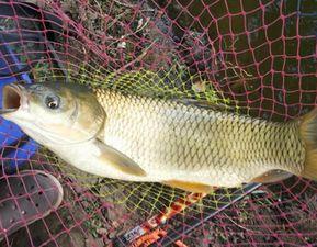 厚子是草鱼吗，草鱼就是厚子吗（春季野钓大草掌握方法与技巧很重要）