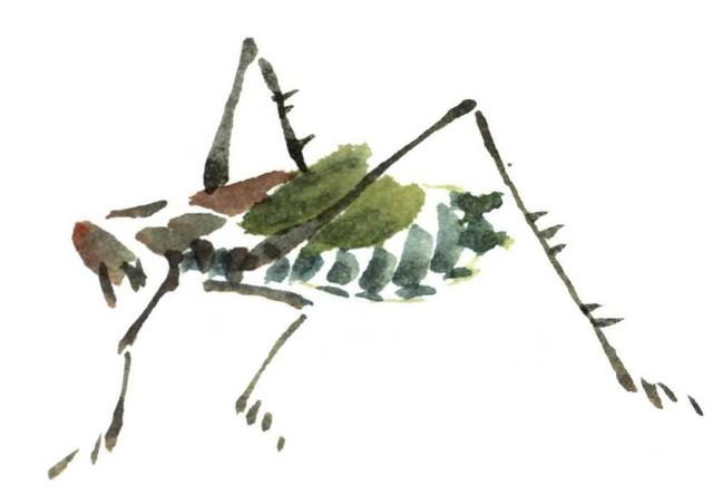 纺织娘是蝈蝈吗，纺织娘蝈蝈蛐蛐三大鸣虫宠物（学会几分钟一幅国画）