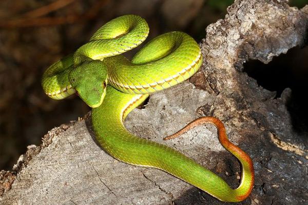 中国十大毒蛇排名(看看中国最毒的蛇是什么蛇?) - 生活 - 爱宁信息网