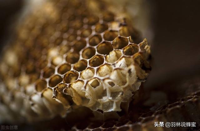 蜂巢是怎么形成的，蜂巢蜜里面嚼不烂的是什么东西（老蜂农为你讲解黑色蜂巢）