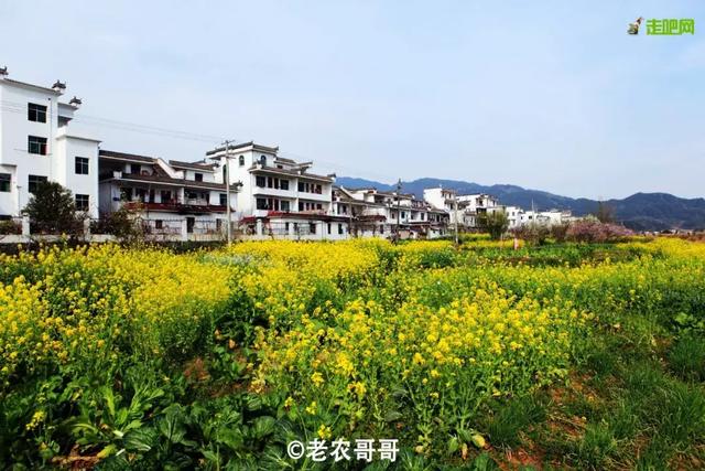油菜花开的季节，适合家庭室内养的花与绿植（2019年全国油菜花开放时间表）