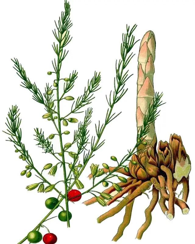 芦笋需要去皮吗，芦笋是否需要去皮（才发现很多人没吃过芦笋）