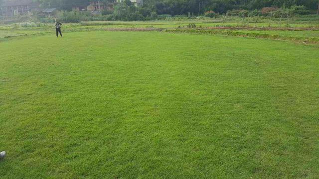 如何种植马尼拉草坪，如何种马尼拉草皮（中国西南地区常用暖季型草坪草--马尼拉草）