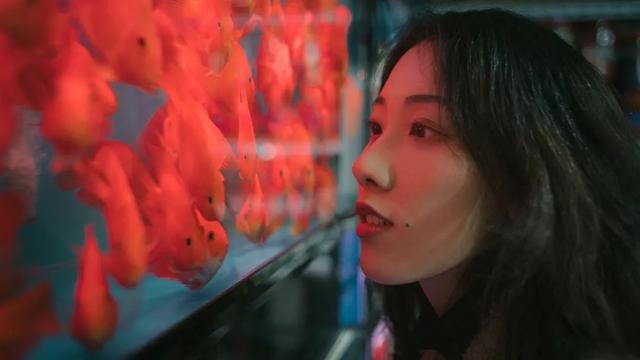 杭州哪个花鸟市场卖猫，杭州最大的花鸟市场在哪里（拍出“港风”，吴山花鸟市场）