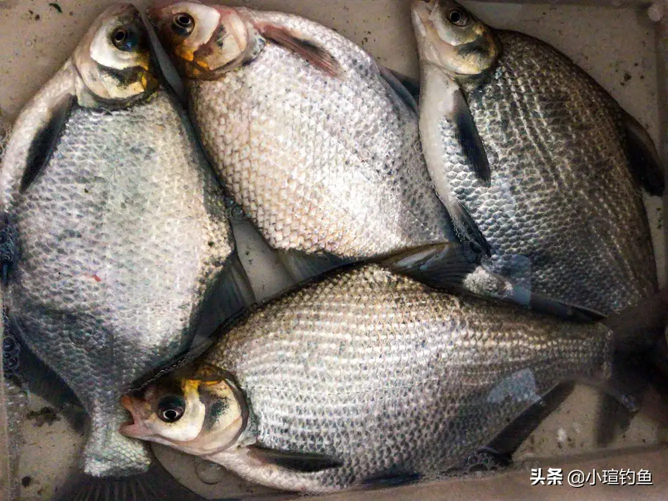 掌握钓鳊鱼技巧：从选位到饵料，新手也能轻松上手的实战攻略