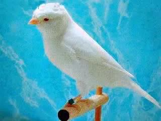 玉鸟吃什么饲料好，玉鸟吃什么饲料好（白玉鸟的饲养方法）