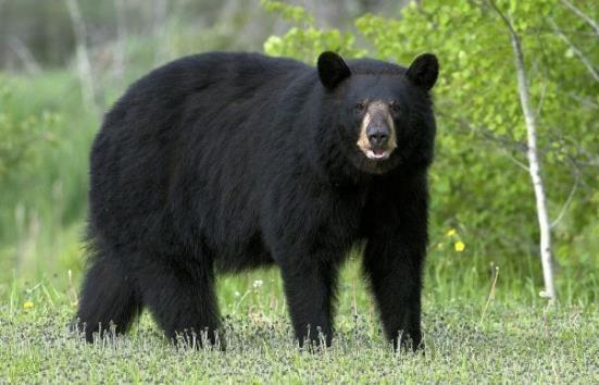 獸類包括哪些動物,十二生肖中獸類有什麼(哺乳類動物和圖片)