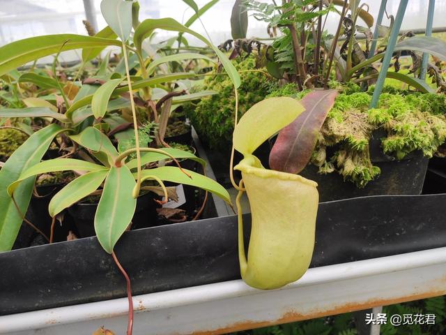 猪笼草（猪笼草图片，不同的生长状态（猪笼草的草的图片）
