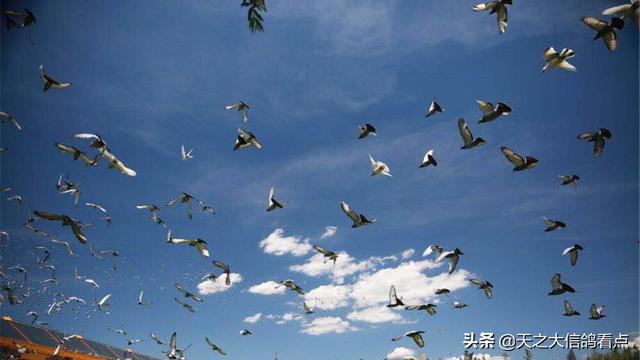 怎样养信鸽和训练呢，信鸽怎么训养（饲养与训练的小技巧）