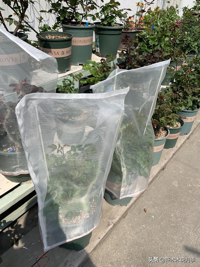 月季常见病虫害及防治方法，月季的病虫害防治（十二种月季常见病害防治教程）
