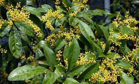 米兰空气，叫它“天然香水”不为过（米兰空气污染）