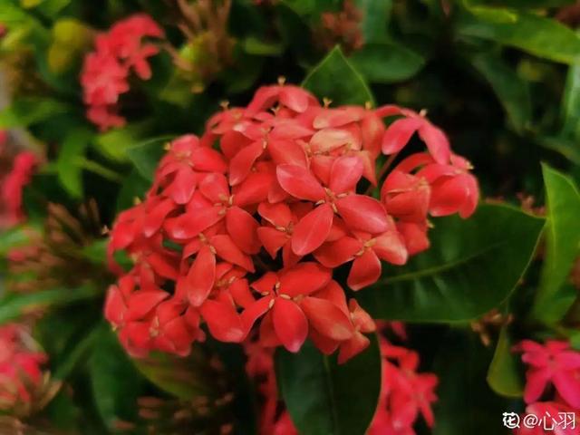 紫薇花什么季节开花，紫薇什么时候开花（温度高也不休眠）