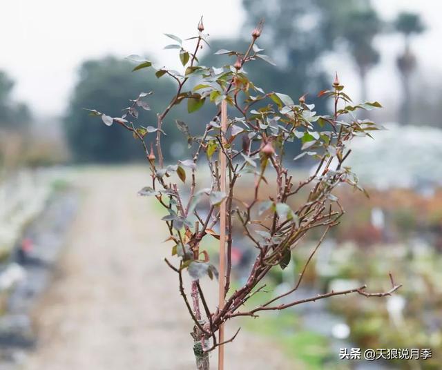 冠幅，冠幅用什么字母表示（趁冬天彻底修剪，调整株型）