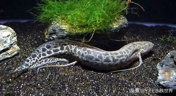 活化石中的活化石鱼，专家说它可能还在进化