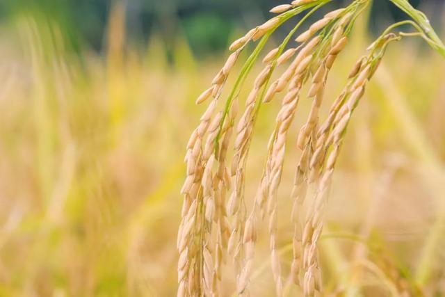 夏天的词语有哪些，关于夏天的四字词语有哪些（24个夏天的成语）