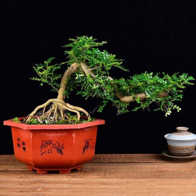 小盆景养殖注意什么(做小盆景的主要植物)-柯彬网