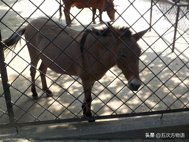 骡子为什么不能生育，为什么骡子不能生育（骡子不能生育的真正原因）