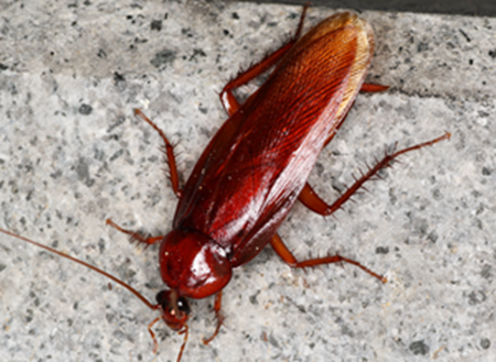 中华婪步甲怎么会在家里出现,中华婪步甲会在家里繁殖吗(净享生活,常