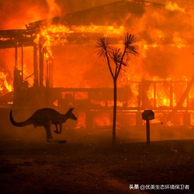 澳大利亚大火怎么引起的，如何看待澳大利亚大火事件（澳大利亚弗雷泽岛又发生了森林大火）