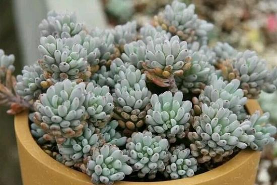 多肉蓝豆怎么养，多肉蓝豆怎么养爆盆（都说“豆豆系”多肉养护难度系数高）