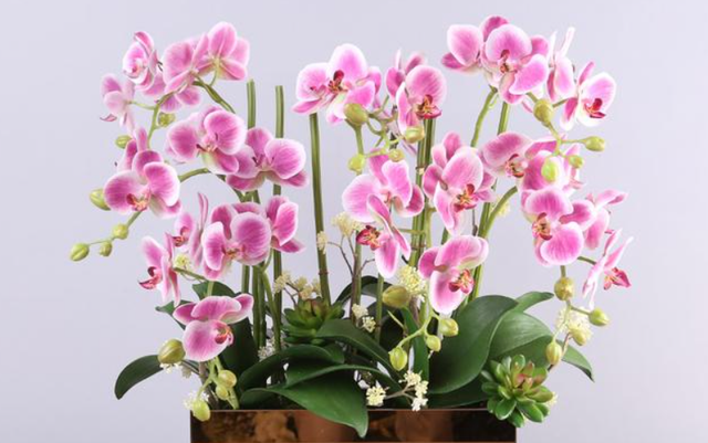蝴蝶兰开完花怎么养，蝴蝶兰开完花要怎么养（蝴蝶兰开完花从来不扔掉）