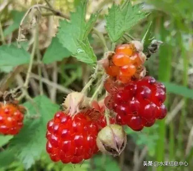 醋柳果的功效与作用，醋柳果的功效与作用及禁忌（国内有哪些小众特色水果）