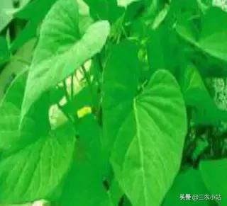 碱蓬菜的功效与作用，碱蓬的功效与作用（山野菜大全）