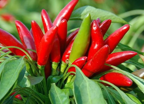 世界上最辣的辣椒辣度排行榜，朝天椒垫底，魔鬼辣椒仅排第二