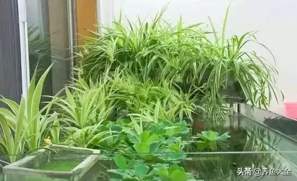 金鱼缸价格，金鱼缸价格及图片（打造一个室内迷你生态园）