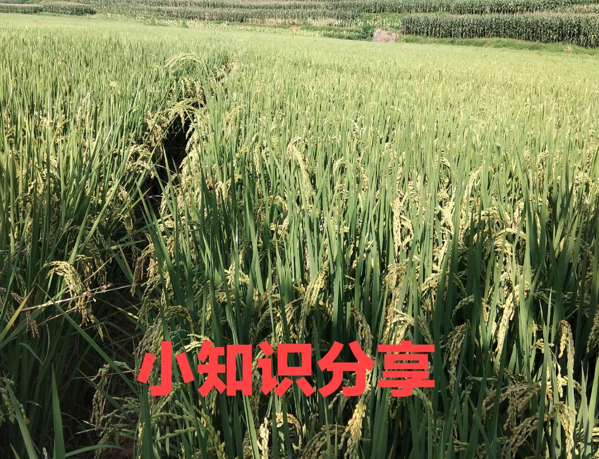 六畜是哪六畜(家中六畜是指哪六畜)