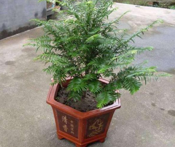 红豆杉盆景的作用，红豆杉盆景养护方法（迎入家中堪当镇宅盆景）