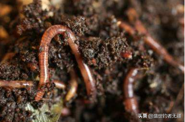 野钓高手秘籍：蚯蚓钓鱼实战技巧全解析，渔人必看的高效上鱼秘诀！