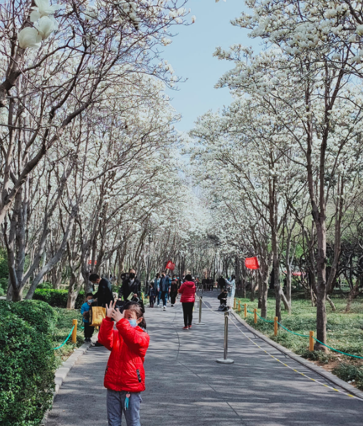 欲钱去树上找一找，欲钱去树上找一找是什么生肖（路过花瓣都能落头上）