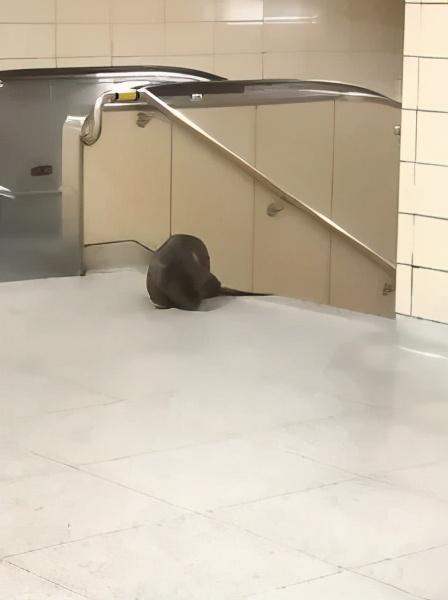 加拿大的动物国宝，加拿大的国宝动物是什么动物（加拿大国宝河狸大摇大摆进了地铁站）