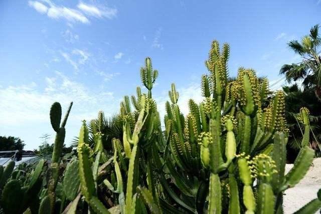 带刺的植物图片，哪些植物身上有刺图片（放在家里还能镇宅）