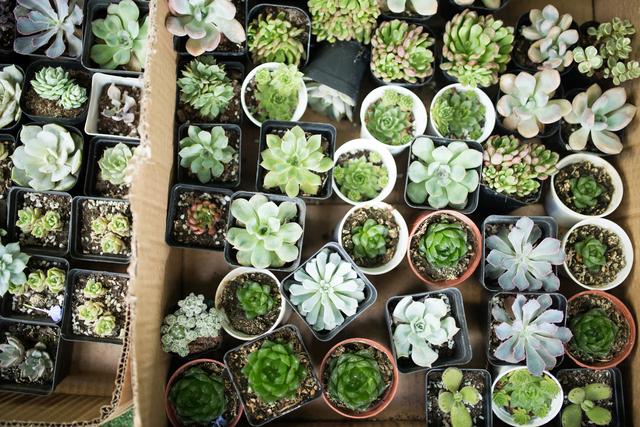 为什么家里会出现绿色的蚊子，房间有很多绿色的蚊子（夏天家里不断有小蚊子）