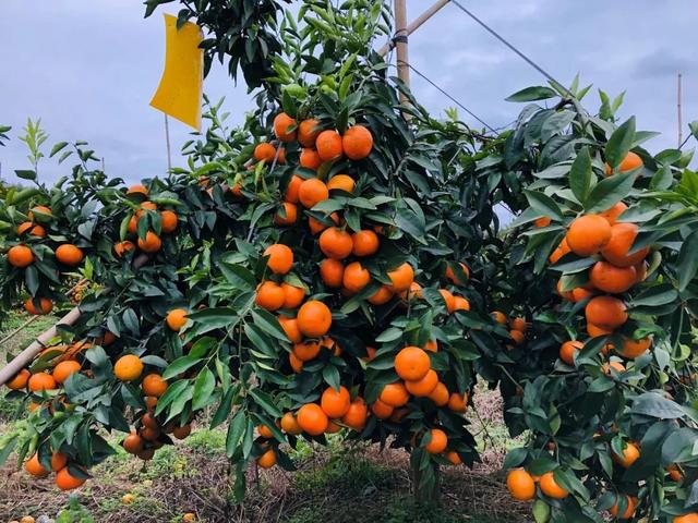 写乡村甘蔗的优美句子，家乡的甘蔗作文1000字（环江蜜汁沃柑，迷之好吃）