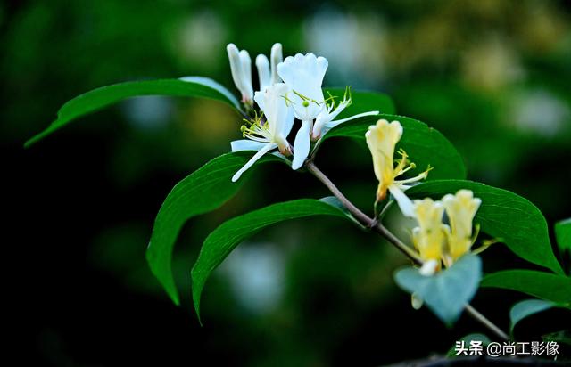 金银木的形态特征和果实作用详情介绍，金银木的果实功效与作用（黄白同枝姐妹花一一金银“木”）