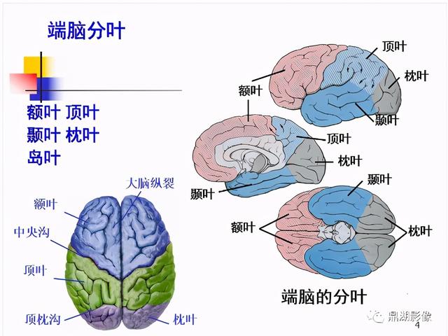 大脑杏仁体解剖图，高清大脑解剖图谱