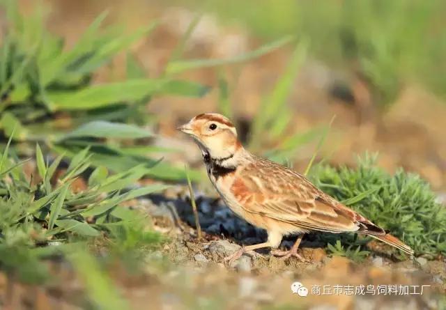 百灵鸟是什么意思，梦见百灵鸟什么意思（说一说百灵鸟的反生期）