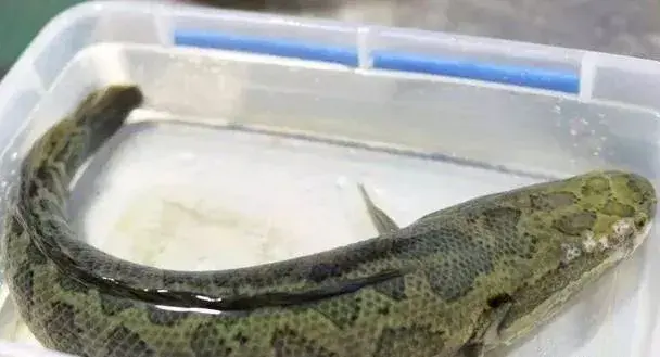 黑鱼怎么养，黑鱼怎么养在鱼缸（黑鱼养殖的过程是什么）