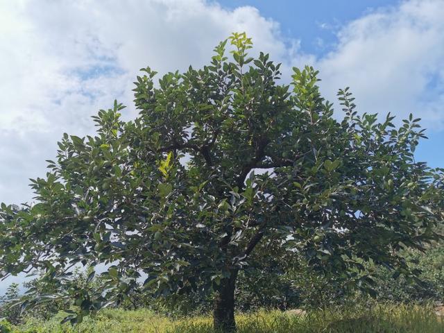 鹤山市属于哪个省哪个地区，鹤山哪里的（北有山东青岛以“石奇”而闻名的鹤山风景区）