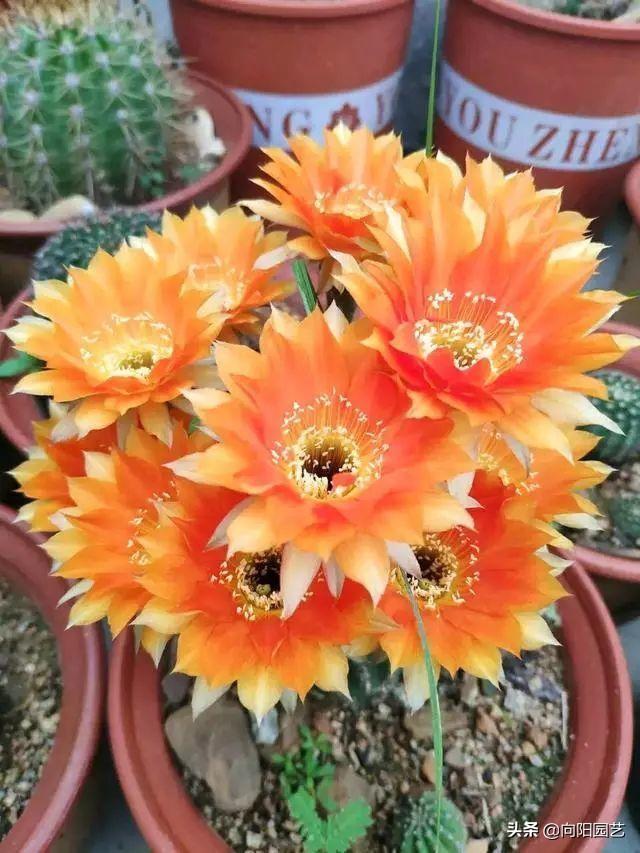 这6种仙人球开花能开一夏天，哪些仙人球开花（适合家养的仙人球）