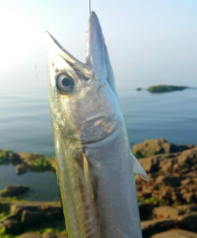 鲅鱼是马鲛鱼吗，马鲛鱼是鲅鱼吗（过年的时候最贵也最好吃）