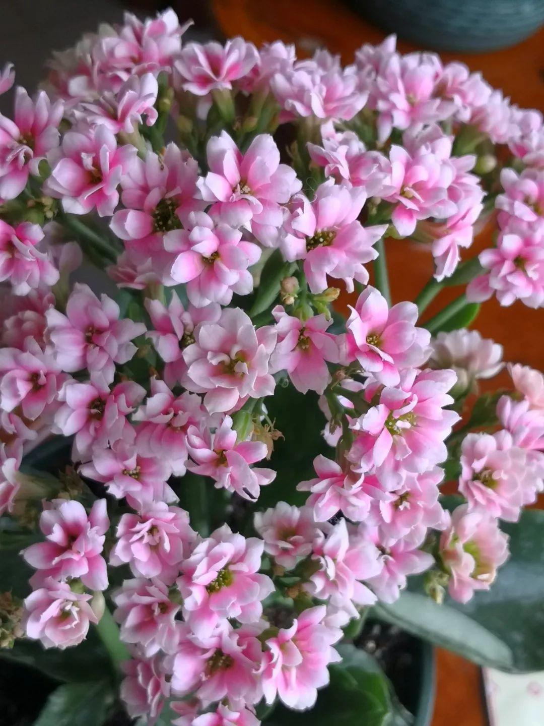 80个长寿花品种(全都美极了,只养1盆真的不够) - 彝家农业网