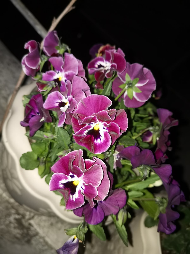 花的歌曲有哪些，描写花的歌曲有哪些（6种花是“活香水”）