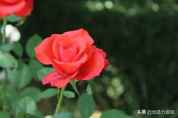 一年四季红的花卉有哪些，常见的10种全年开花的植物