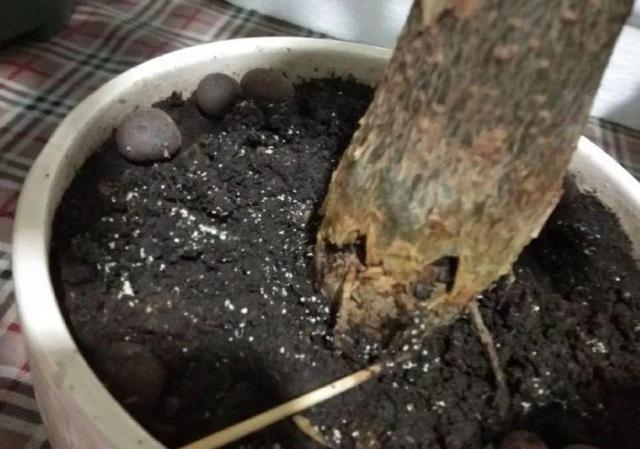 鹅掌柴的作用与功效，鹅掌柴的功效与作用（一养就能养20年）