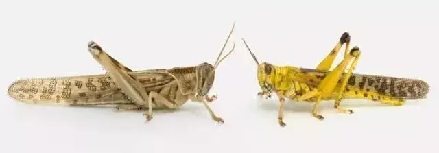 蝗虫为什么能在较坚硬的土壤中产卵，蝗虫产卵没在土里（又将会对中国造成什么影响）